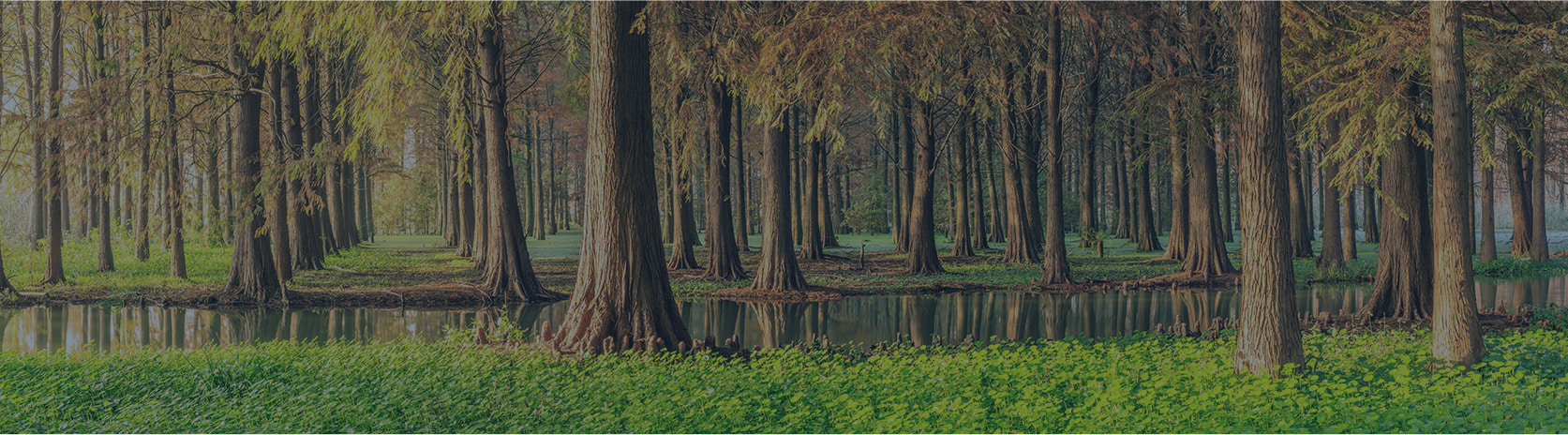 Forrest of trees